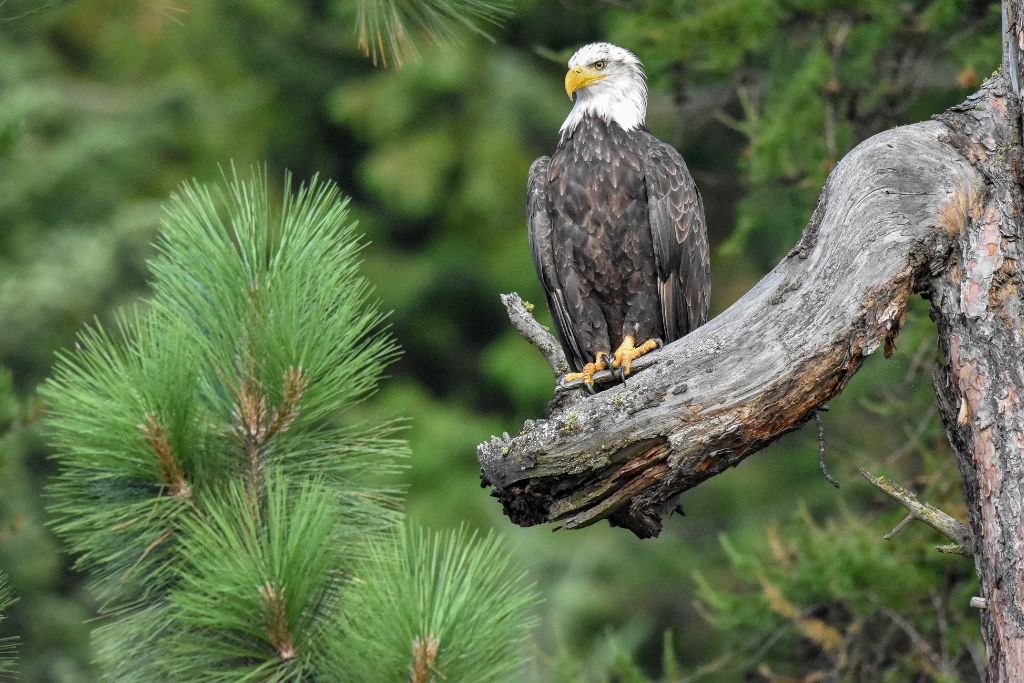 A bald eagle perched on a branch next to some green pine needles