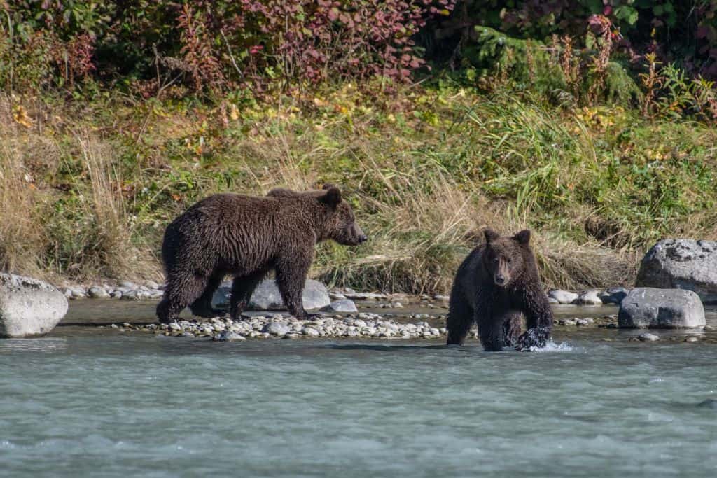 Two grizzly bears on the edge of a river. Canada's wildlife is one of the pros and cons of living in Canada.