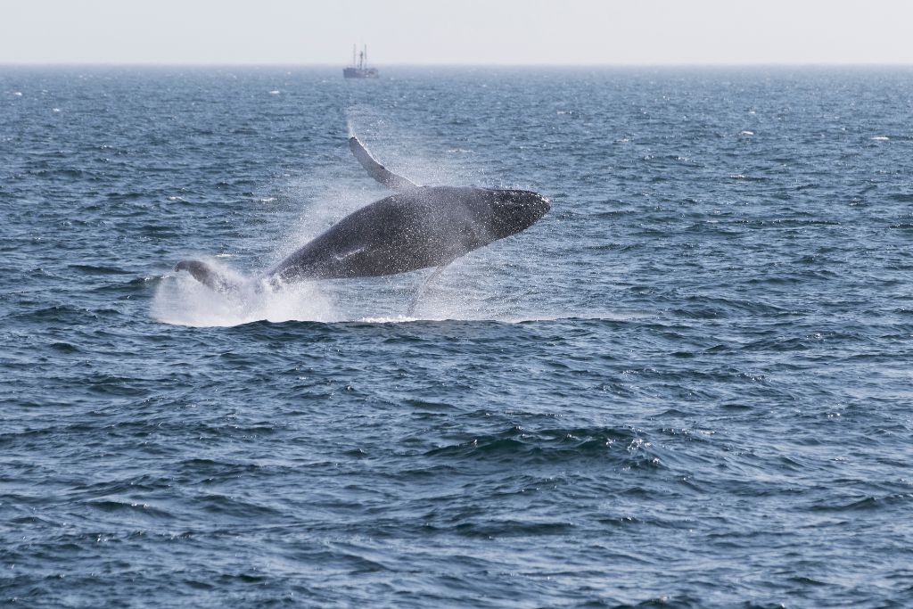 A single wale breaching, seen during a whale watching tour, which is one of many things to do on Vancouver Island