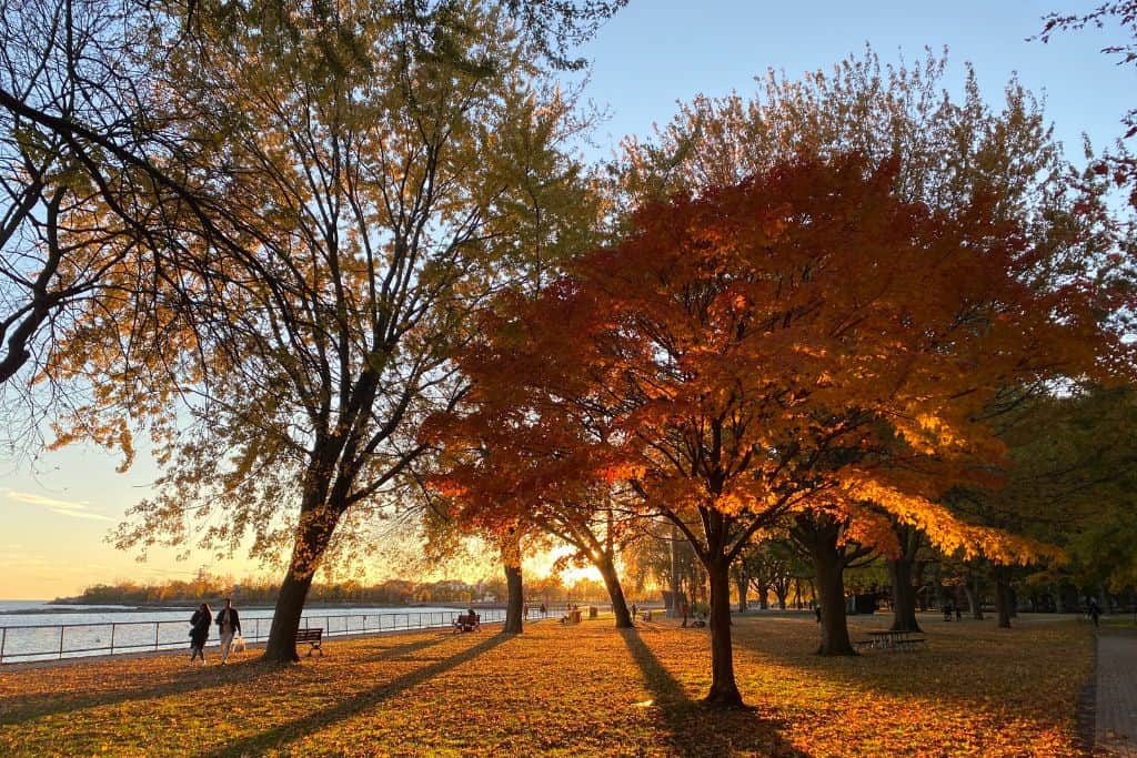 A ray of sunshine shining through the fall trees in Coronation Park, answering the question Is Toronto Walkable