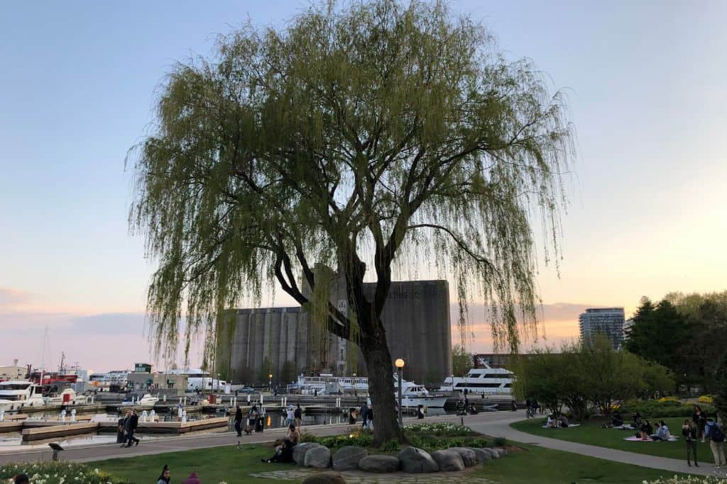 The question is Toronto walkable can be answered at the harbour front where people are strolling the boardwalk at sunset behind the view of a large willow tree