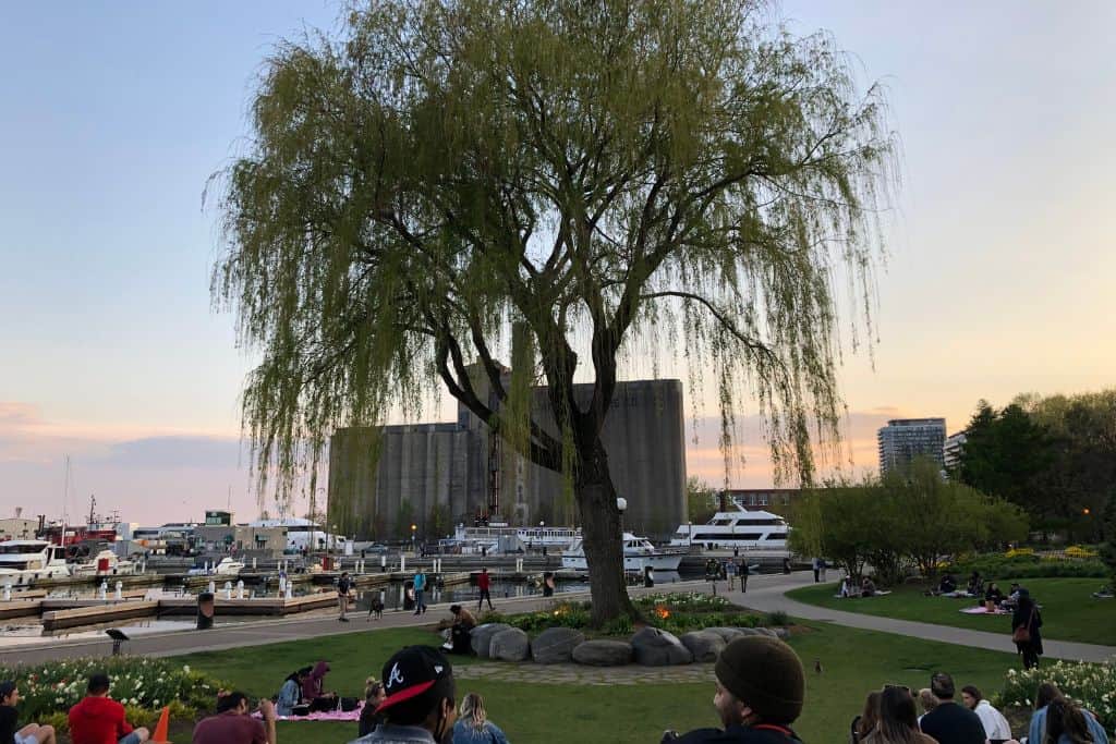 People sitting on the grass watching the sunset above a large willow tree, in front of a small harbour.