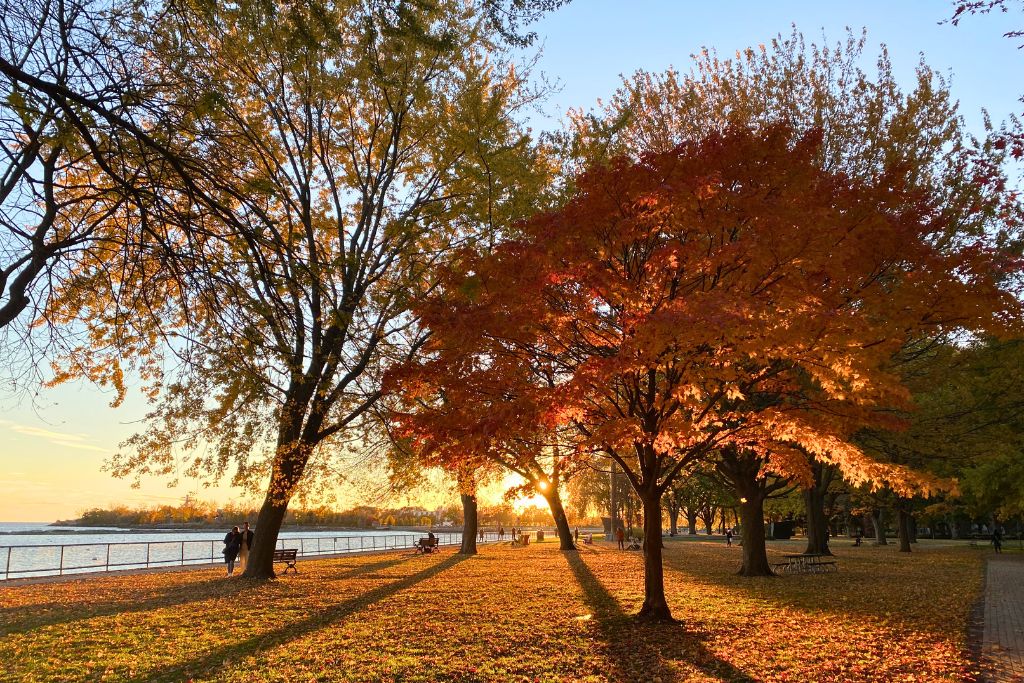 The sun setting and shining through the red and yellow trees at Coronation Park in Toronto.