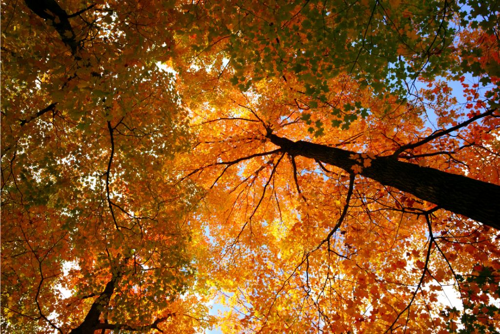 Orange tree tops in Toronto during the fall season.