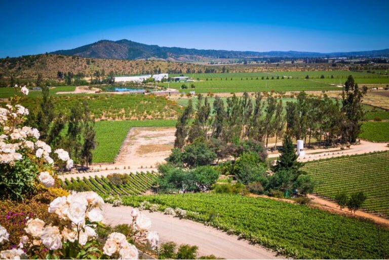 View with roses from Indomita winery in Casablanca valley - annaorl via Canva.com.jpg