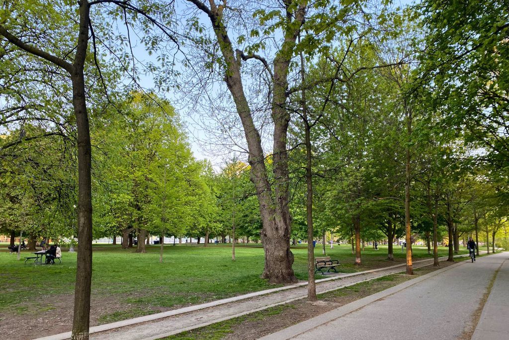 A footpath passing through Trinity-Bellwoods during the height of summer.