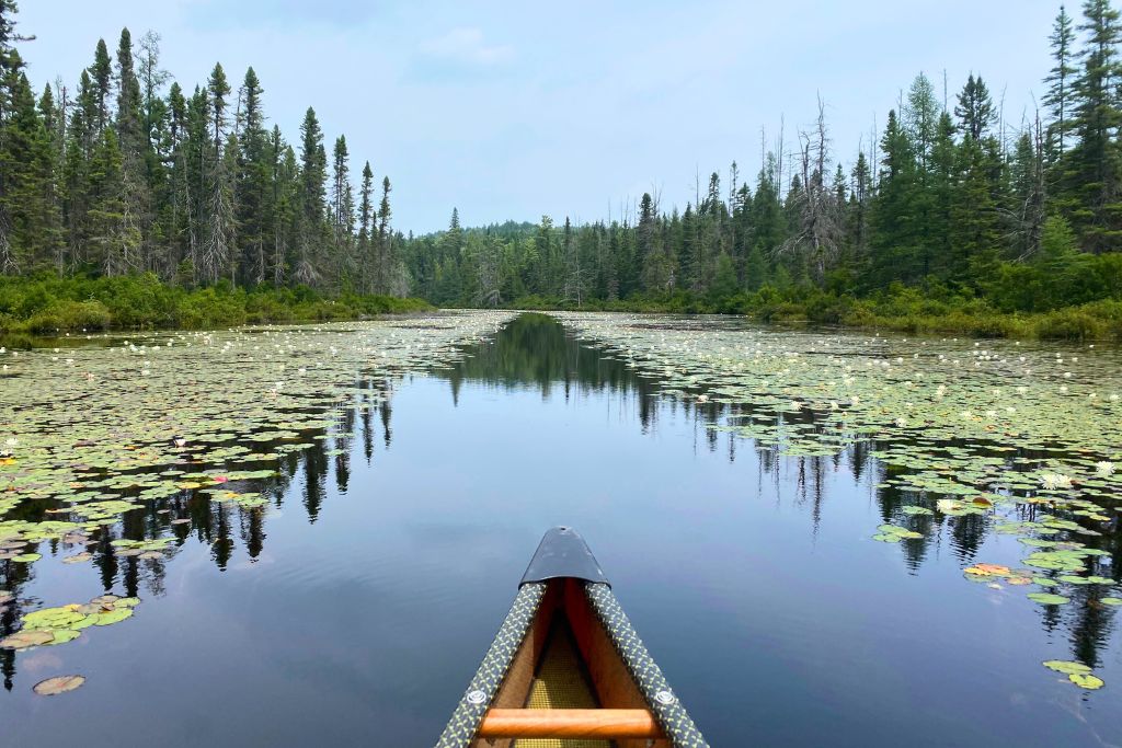 A canoe heading through a waterway filled with lily pads in Algonquin Provincial Park.