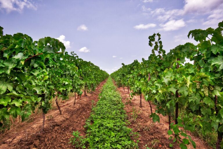 A vineyard in summer in the Niagara region in Ontario, Canada.