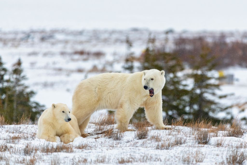 Fun facts about Canada: Two polar bears walking across the frozen sea ice in Northern Manitoba during their migration to the frozen ocean for winter hunting.