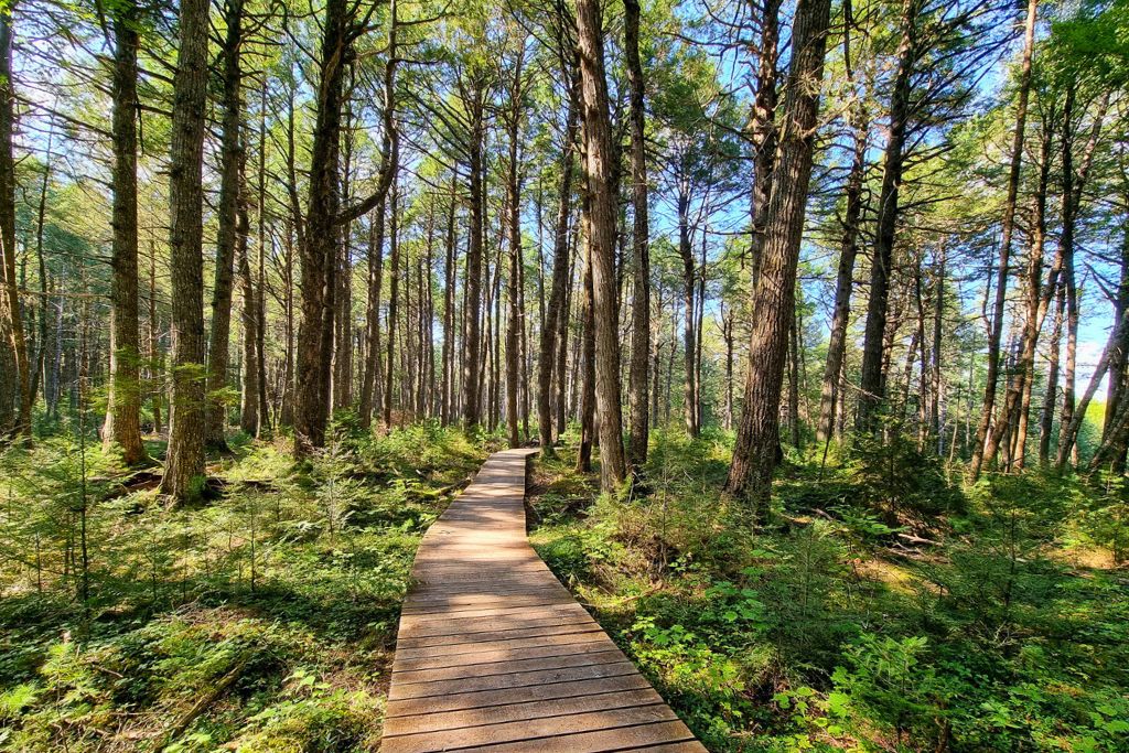 A boardwalk through a forest on a hike in Kejimkujik National Park.