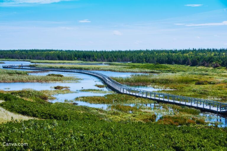 The marsh boardwalk on the Greenwich Dunes Trail in Prince Edward Island National Park. Photo by wwing via Canva.com.