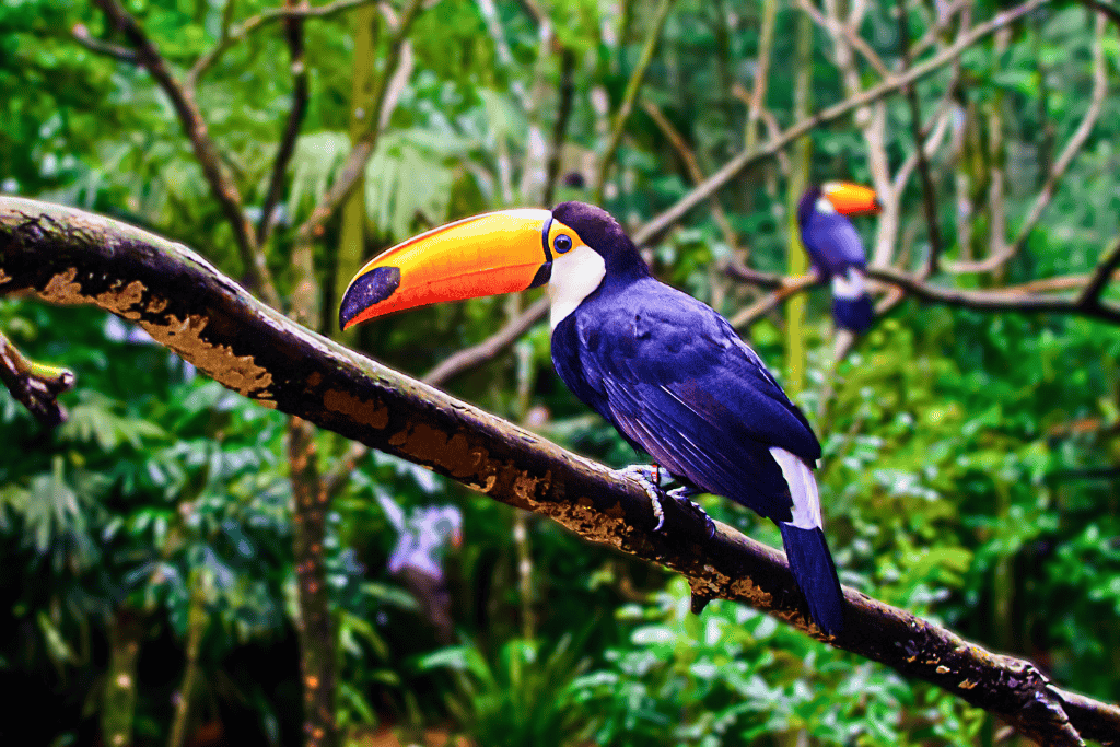 Two Toucans at the Iguazu Falls bird park.