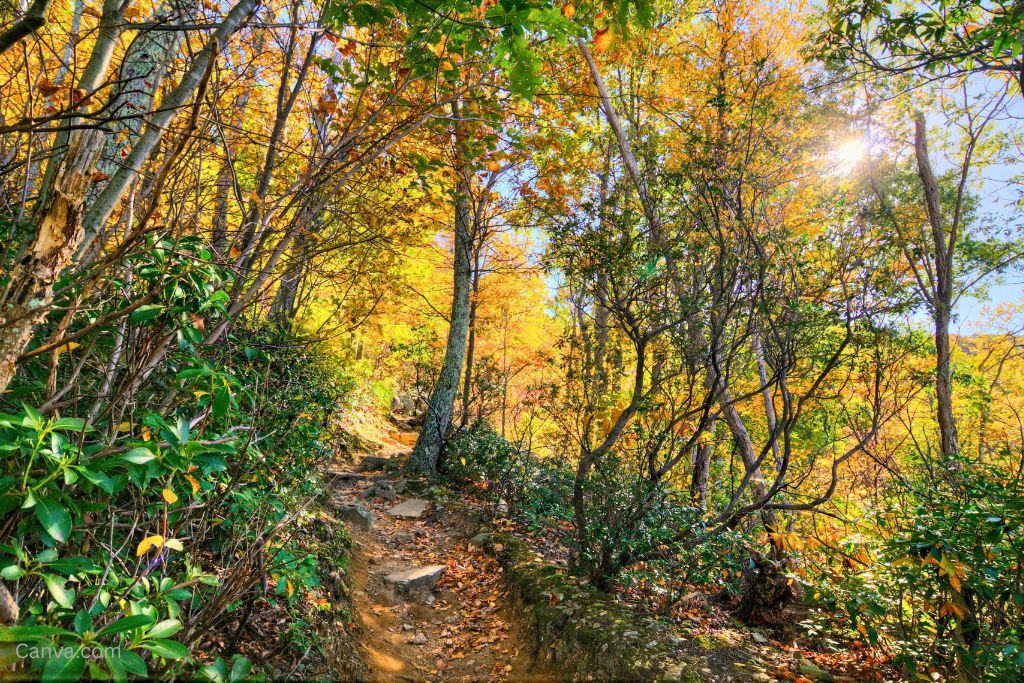 A trail through the forest on the Old Rag hike in Shenandoah National Park. Photo by carrollmt via Canva.