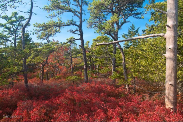 Red foliage on the Acadia Mountain Trail in fall in Acadia National Park, Maine. Photo by by Douglas Rissing via Canva.com.